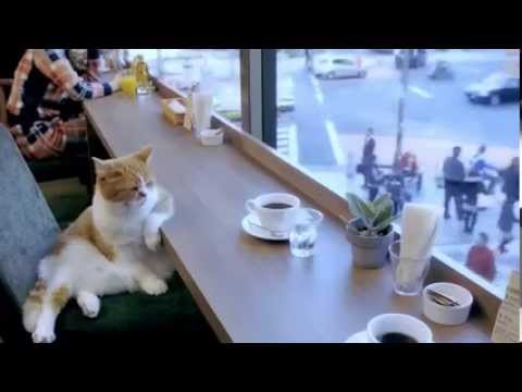 cat at coffee shop